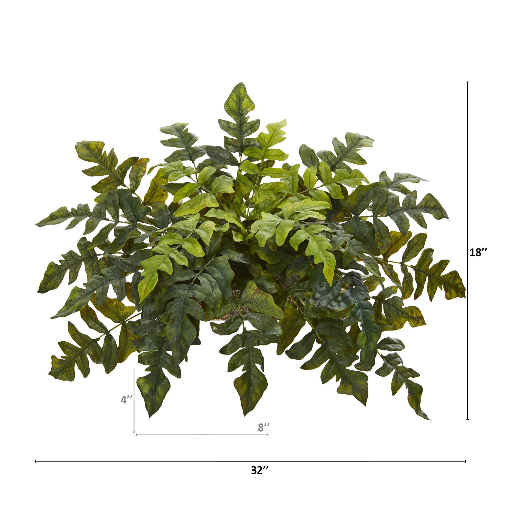 Holly Fern Bush